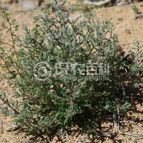 柑橘黄叶症状示例1