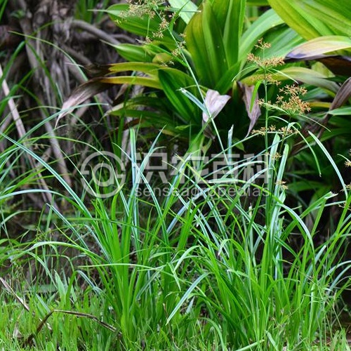 柑橘黄叶症状示例2