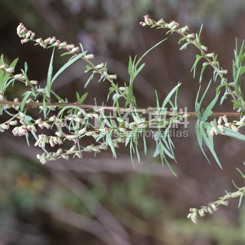 柑橘黄叶症状示例1