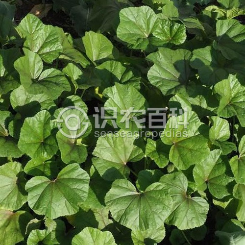 柑橘黄叶症状示例2