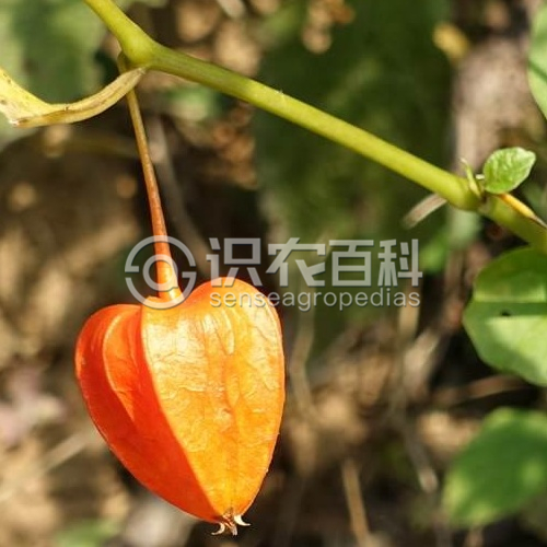 柑橘黄叶症状示例1