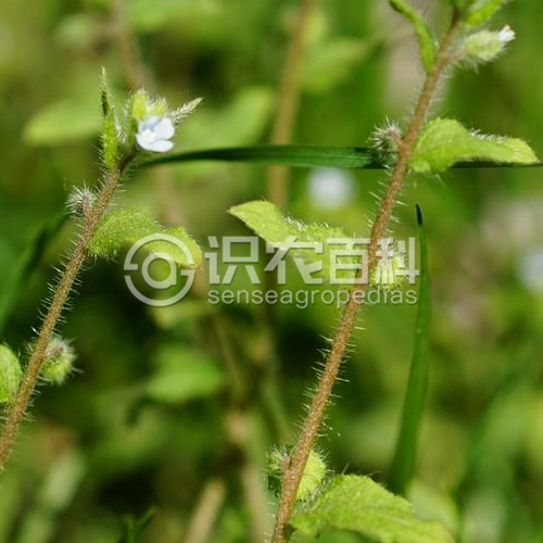 柑橘黄叶症状示例2