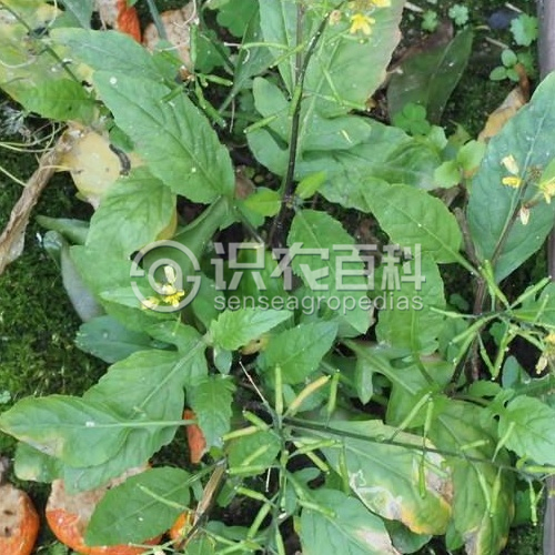 柑橘黄叶症状示例2