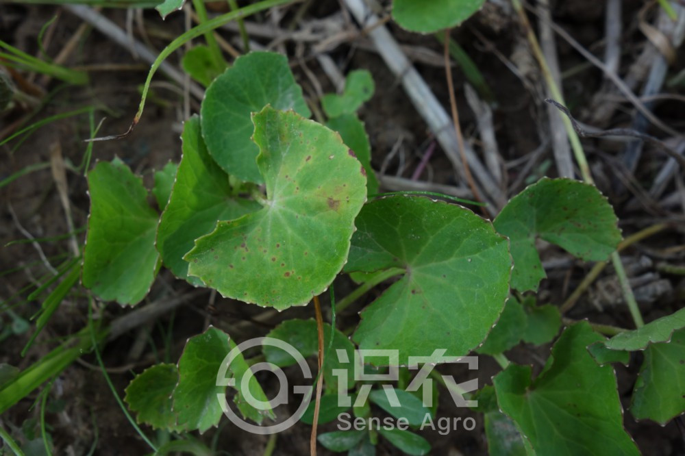 柑橘黄叶症状示例2