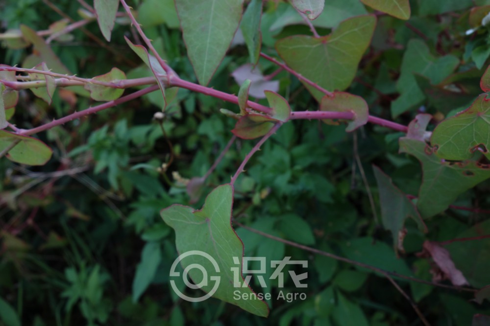 柑橘黄叶症状示例3