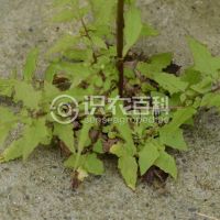 柑橘黄叶症状示例0