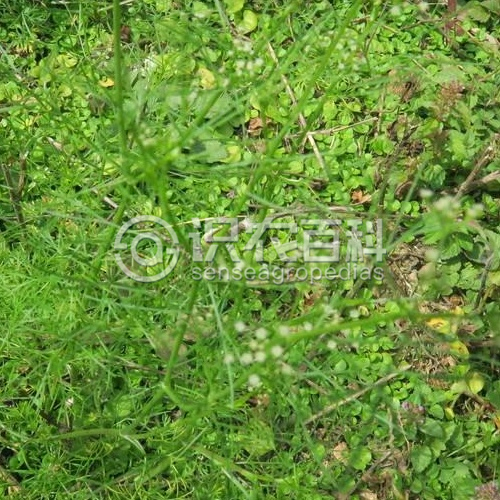 柑橘黄叶症状示例1