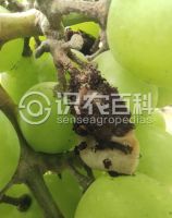 柑橘黄叶症状示例0