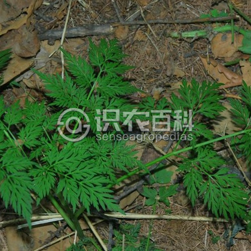 柑橘黄叶症状示例3