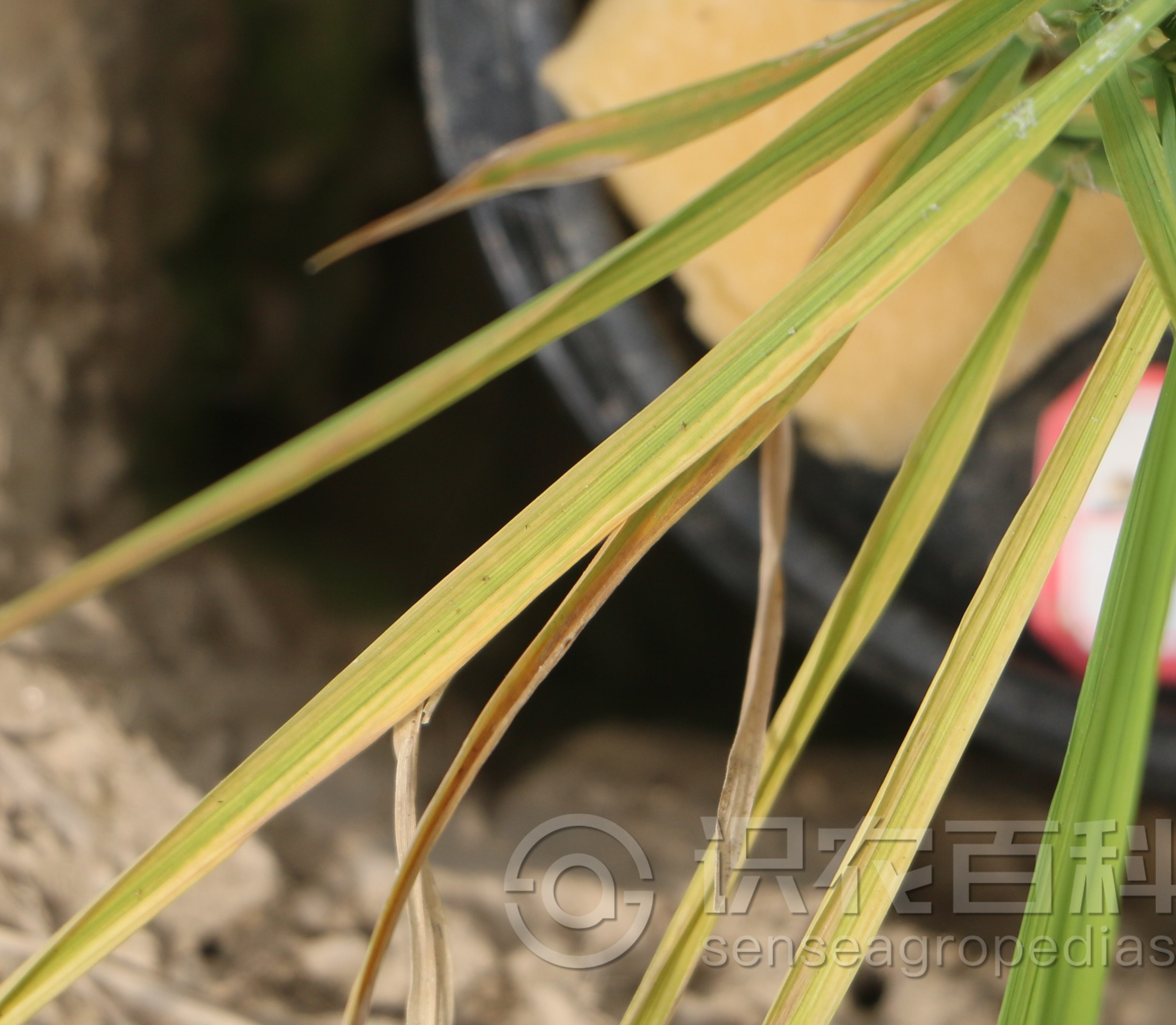 柑橘黄叶症状示例3