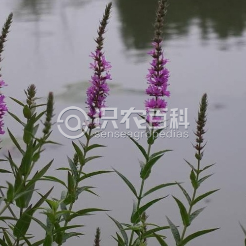柑橘黄叶症状示例2