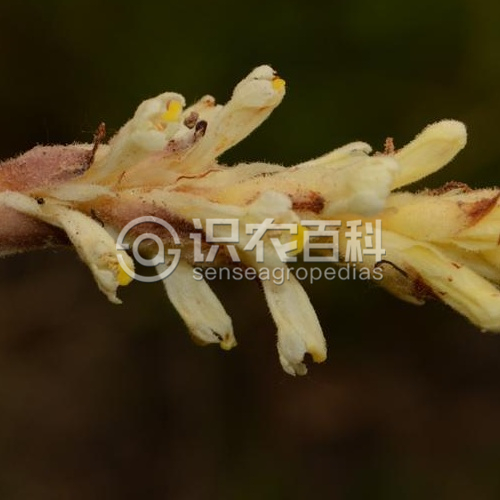 柑橘黄叶症状示例2