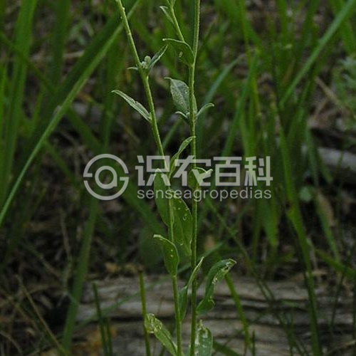 柑橘黄叶症状示例1