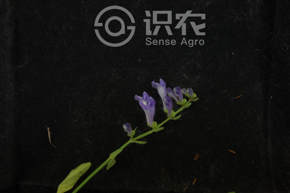 柑橘黄叶症状示例4