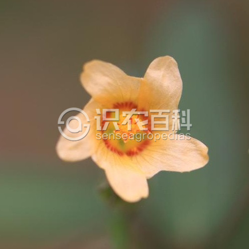 柑橘黄叶症状示例3
