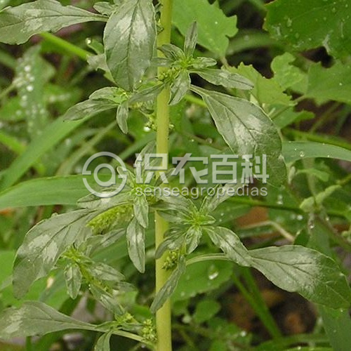 柑橘黄叶症状示例3