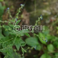 柑橘黄叶症状示例0