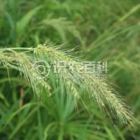 柑橘黄叶症状示例0