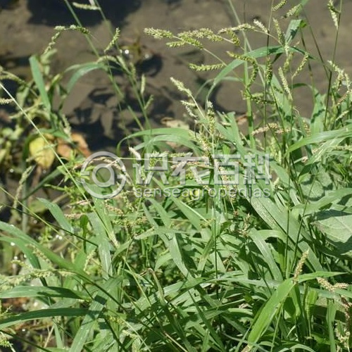 柑橘黄叶症状示例3