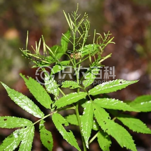 柑橘黄叶症状示例2