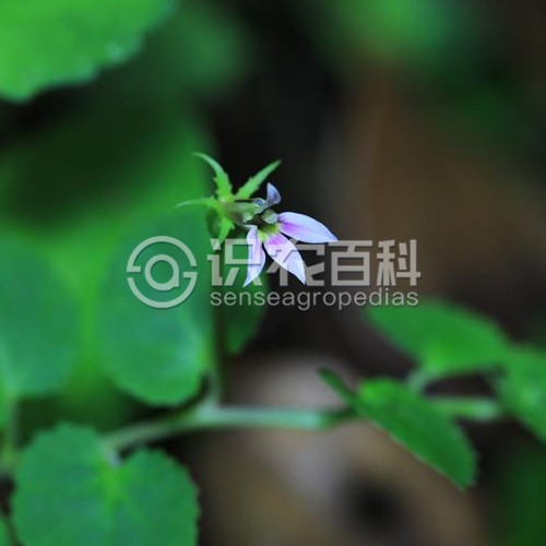 柑橘黄叶症状示例3