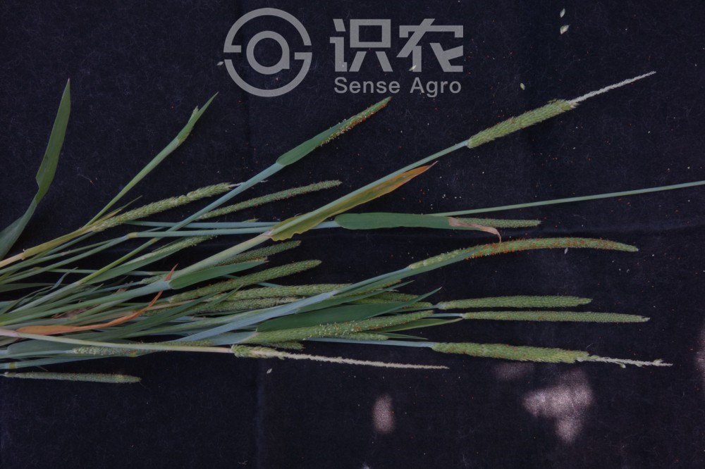 柑橘黄叶症状示例2