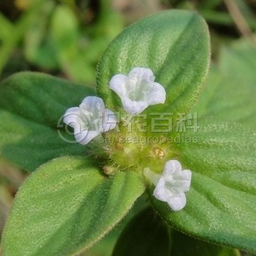 柑橘黄叶症状示例5