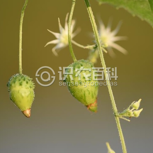 柑橘黄叶症状示例3