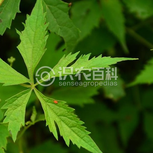 柑橘黄叶症状示例1