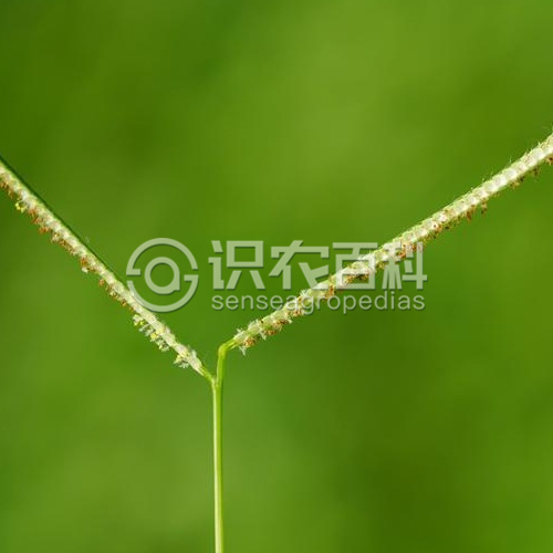 柑橘黄叶症状示例1