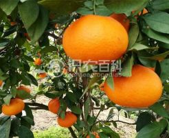 柑橘黄叶症状示例0