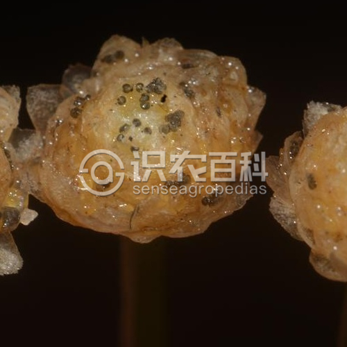 柑橘黄叶症状示例2