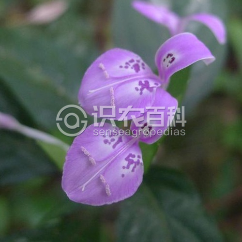 柑橘黄叶症状示例5