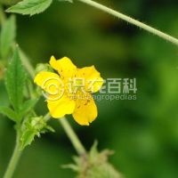 柑橘黄叶症状示例0