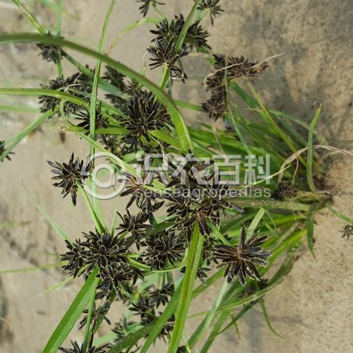 柑橘黄叶症状示例1