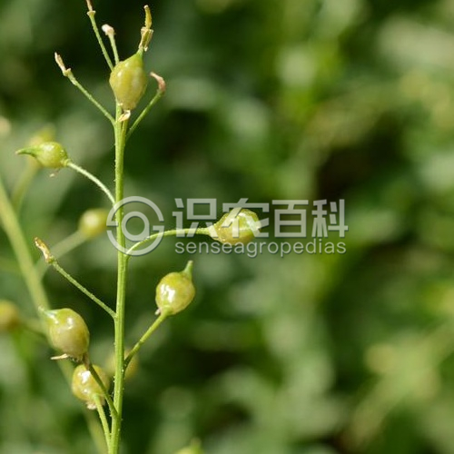 柑橘黄叶症状示例1