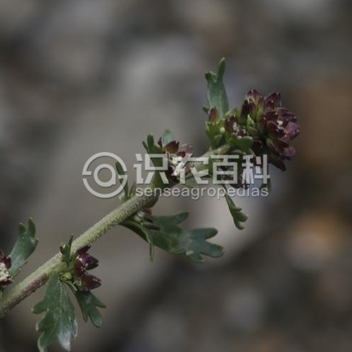 柑橘黄叶症状示例3