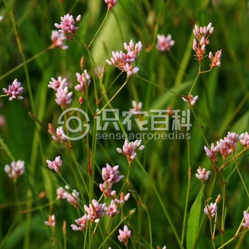 柑橘黄叶症状示例1