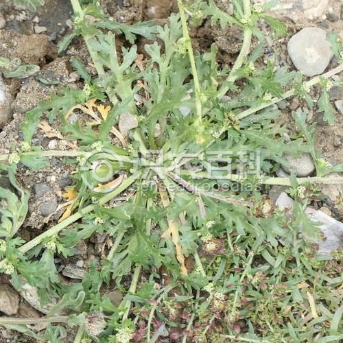 柑橘黄叶症状示例2