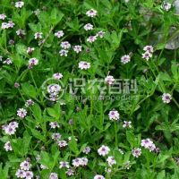 柑橘黄叶症状示例0