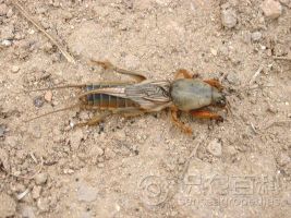 柑橘黄叶症状示例0