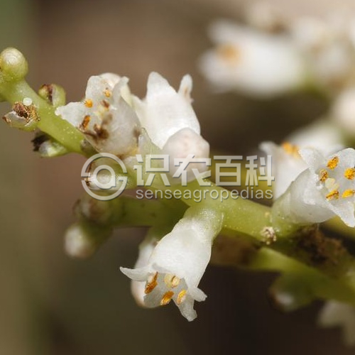 柑橘黄叶症状示例1