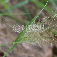 柑橘黄叶症状示例0