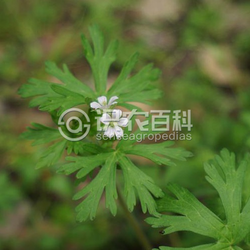 柑橘黄叶症状示例2