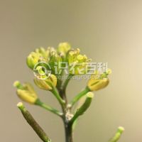 柑橘黄叶症状示例0