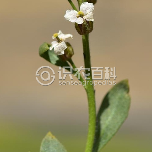 柑橘黄叶症状示例1