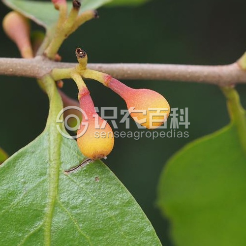 柑橘黄叶症状示例3