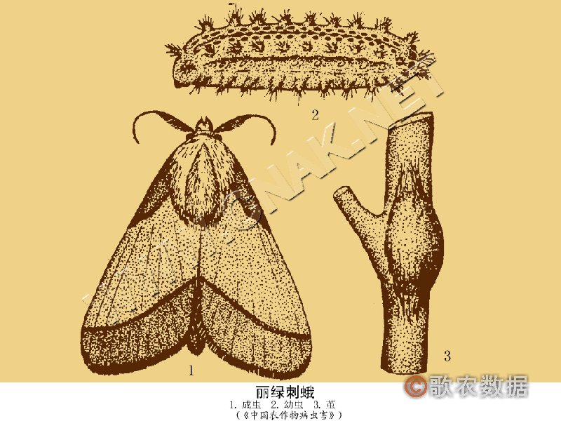 柑橘黄叶症状示例7