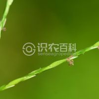 柑橘黄叶症状示例0