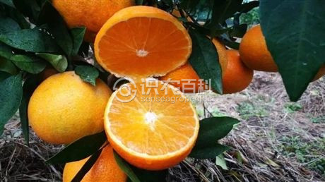 ٻҶ֢״ʾ4